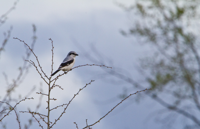 Northern Shrike